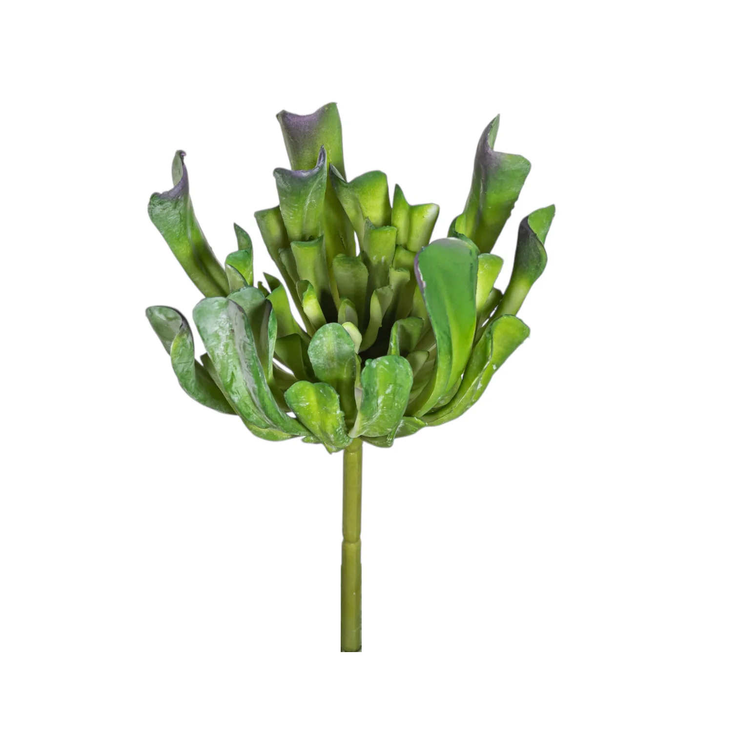7" Echeveria Stem    SU1090UV - Image 2