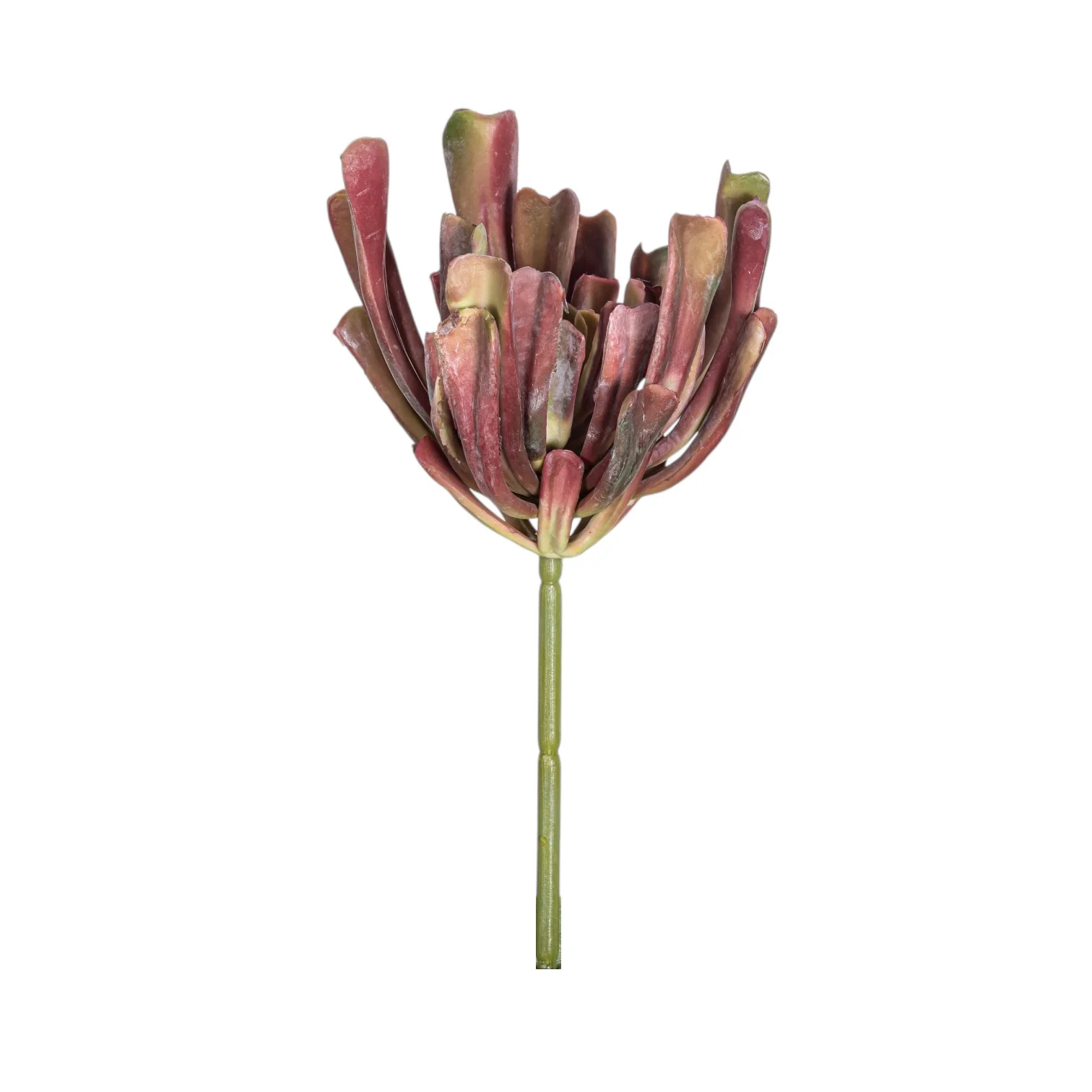 7" Echeveria Stem - UV Treated SU1091UV