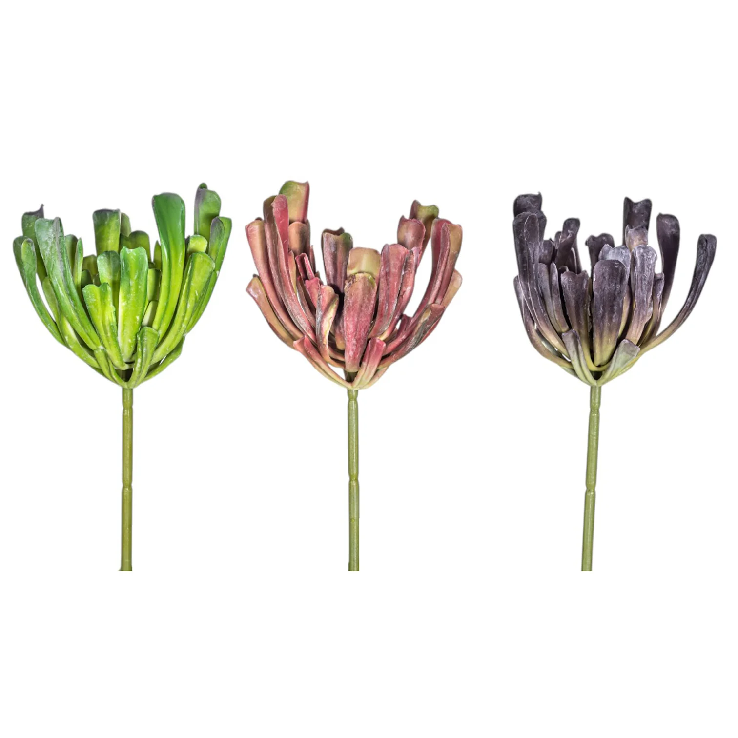 7" Echeveria Stem - UV Treated SU1091UV - Image 3