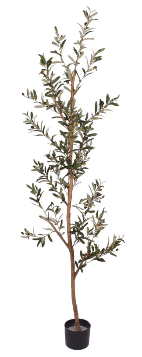 6’ Thin Olive Tree - UV Treated FP1272UV